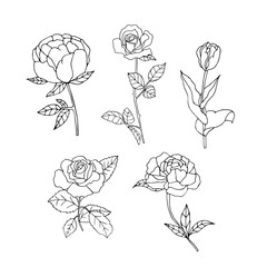 set of hand drawn flowers collection 