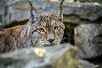 Animal