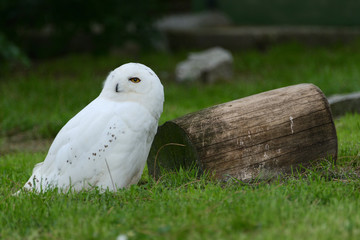 White owl from the zoo in Madrid Spain