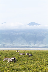 Landscape of NgoroNgoro crater. Tanzania, Africa