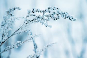 winter, a branch of a dry plant covered with hoarfrost, to the right free place, a symbol of persistence and endurance_