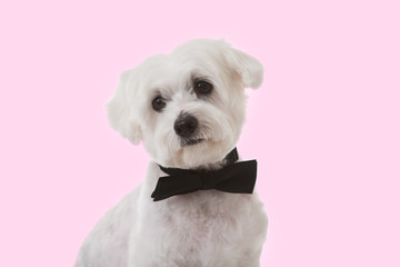 cute maltese dog in bow tie over pink background