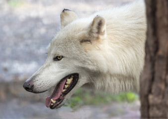 Obraz premium Wolf dog