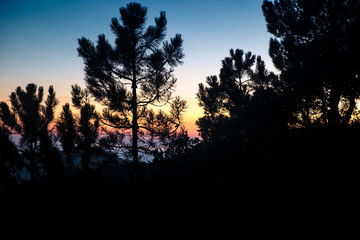 Baumsilhouetten vor Sonnenaufgang