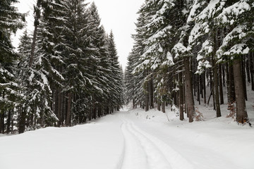 Winter landscape in Transylvania, Romania