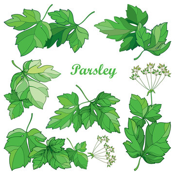 Vector set with outline bunch of Parsley or garden parsley leaves and seed in green isolated on white background. Culinary herbs and spices in contour style for food summer design.