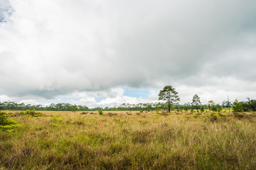 Savanna pastures and pine tree with rain clouds
