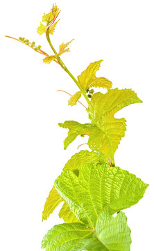 pampre de vigne sur fond blanc