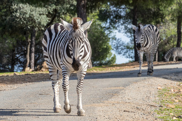 Zebra in natural habitat