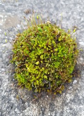 Moss