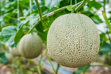 melon organic farm