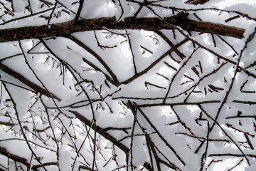 The branches of bushes and trees under the snow 