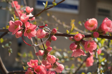 Love bracelet on blossoming quince branch