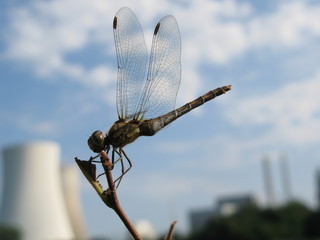 Libelle
