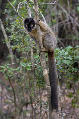 Brown Lemur - Eulemur fulvus, Madagascar rain forest. Safari in Madagascar. Cute primate.
