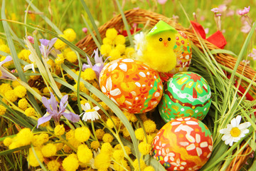 Hand painted colorful Easter eggs, cute little easter chicken, bright yellow mimosa branch and wildflowers in the wicker homemade basket with green meadow in the background.