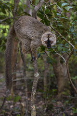 Brown Lemur - Eulemur fulvus, Madagascar rain forest. Safari in Madagascar. Cute primate.