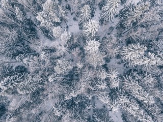 aerial view of winter forest covered in snow and frost.