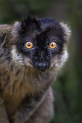 Brown Lemur - Eulemur fulvus, Madagascar rain forest. Safari in Madagascar. Cute primate.