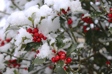 Closeup of holly beautiful red berries and sharp leaves on a tree in cold winter weather.Blurred background.