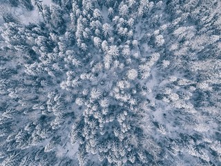 aerial view of winter forest covered in snow and frost.