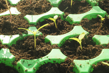 View of germinating plants from a seedbed indoor