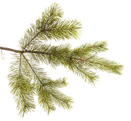 pine branch isolated on white background