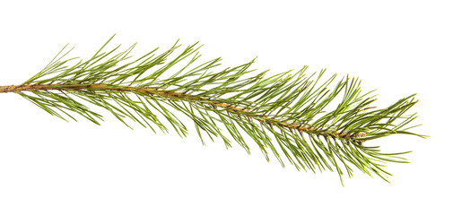 pine branch isolated on white background