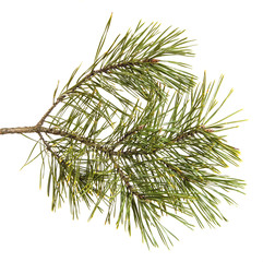 pine branch isolated on white background