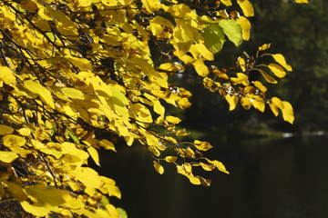 Herbstlaub, gelb verfärbte Laubbllätter