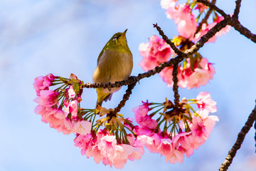 The Japanese White-eye.The background is cherry blossoms(Japanese name Oh-kanzakura). Located in Tokyo Prefecture Japan.