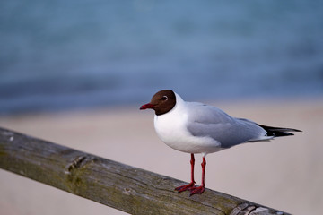 Möwe sitzt auf dem Geländer