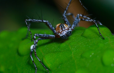 Close up macro jumping spider