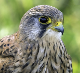 Eurasian kestrel with its eye on you
