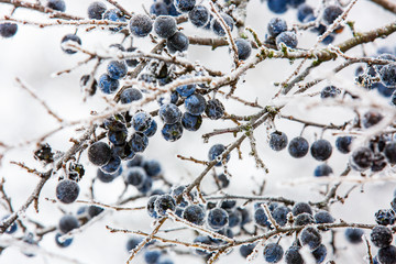 frozen twig with blackthorn berry