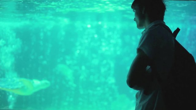 Man with backpack looking at colorful tropical fish in aquarium. 1920x1080, hd