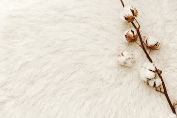 Cozy scene with cotton on white background