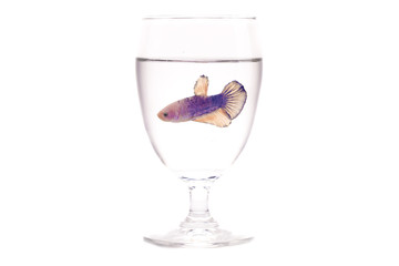 a female fighting fish