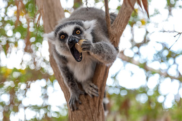 Lemur looking at camera and eating apple. Funny photo of lemur in wildlife. Lemurs are endangered...