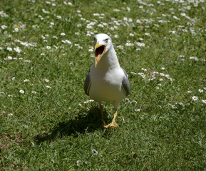 Seagull on the green grass
