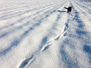 Footprints in a snow and a black cat in distance.