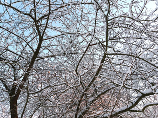 Hoarfrost on a plum tree branches.