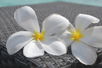 Fototapeta na wymiar Flores de Maldivas II