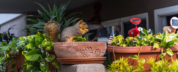 écureuil dans un jardin © Image'in