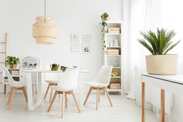 Palm plant on white table