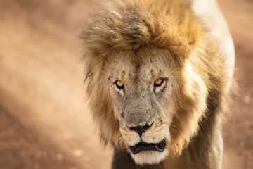 Küchenrückwand glas motiv Löwe Young adult lion in the Masai Mara