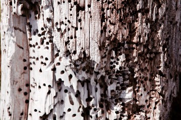 Close up bois mangé par des termites