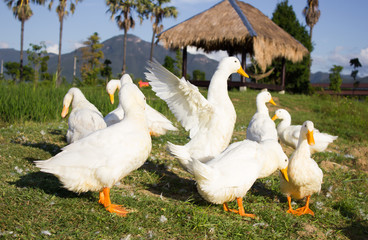 White duck on the grass
