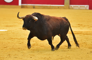 toro en españa