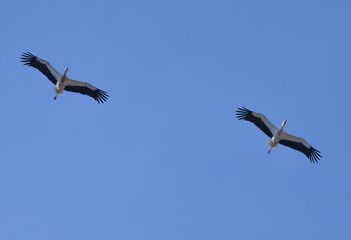 A pair of storks